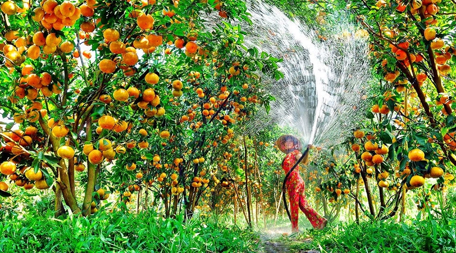 Vườn trái cây Mỹ Khánh