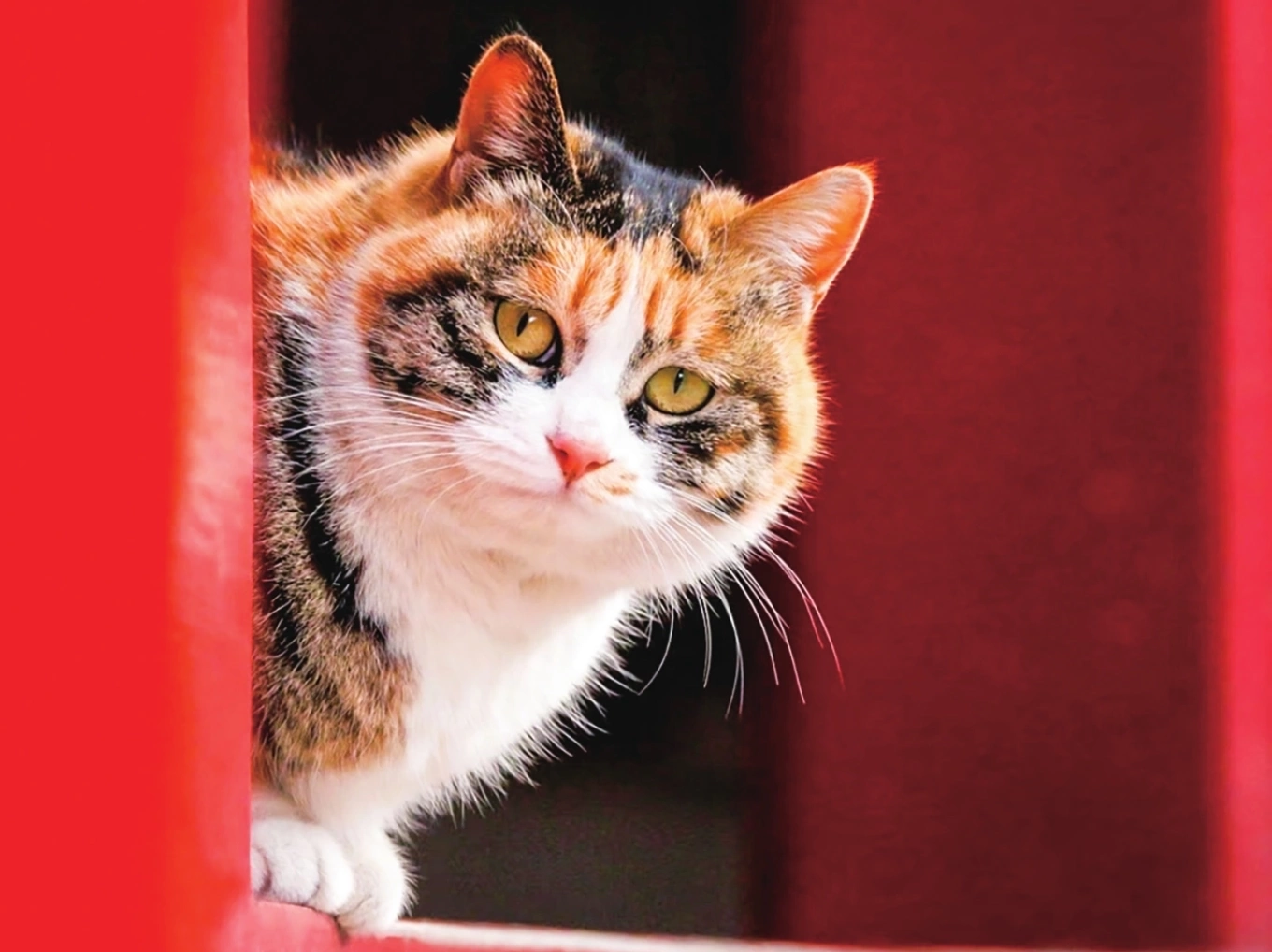 Lý do Tử Cấm Thành có hàng trăm con mèo sinh sống